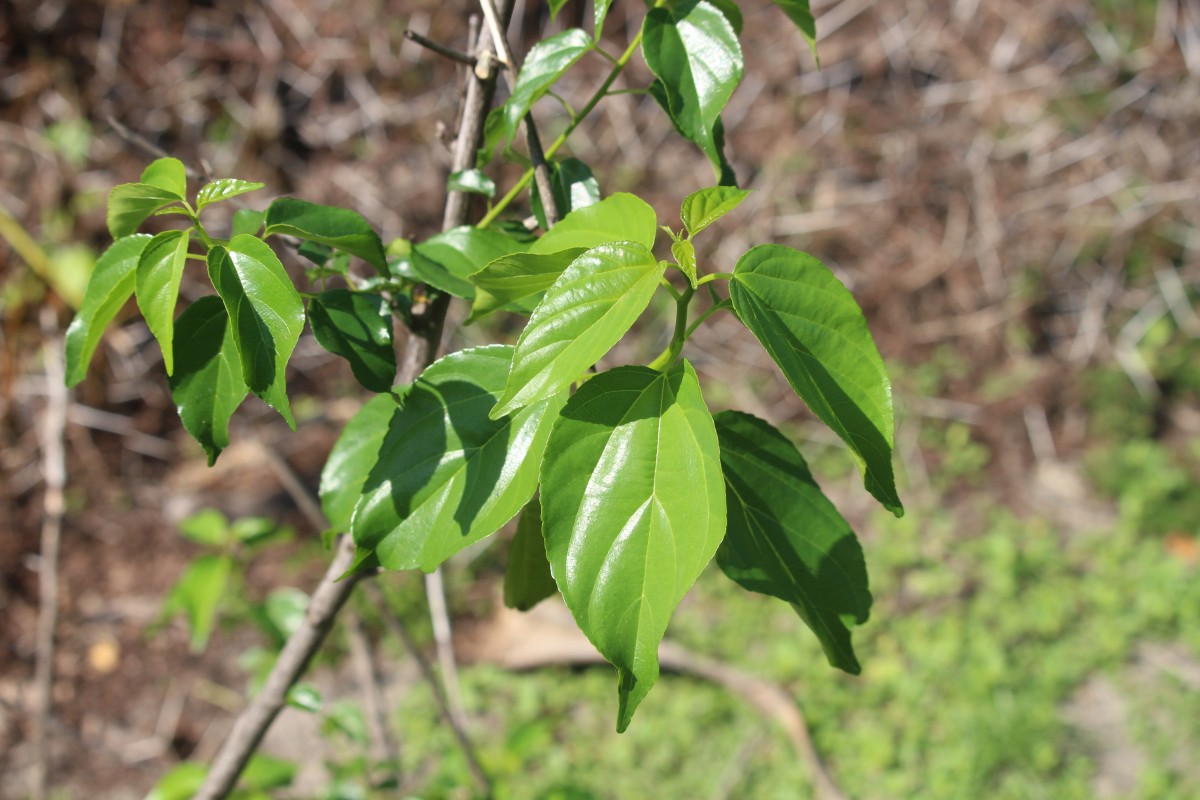 Colubrina